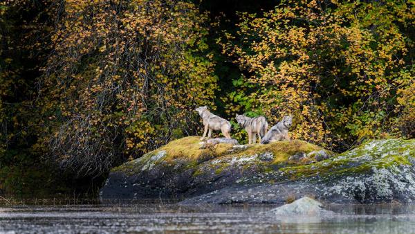 Vancouver Coastal Sea wolves in Great Bear Rainforest, British Columbia, Canada