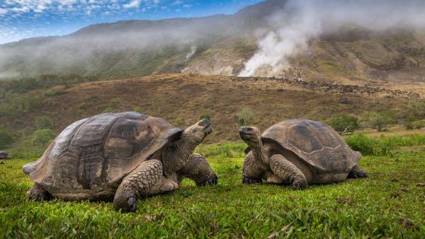 Volcán Alcedo giant tortoises, Isabela Island, Galápagos, Ecuador (© Tui De