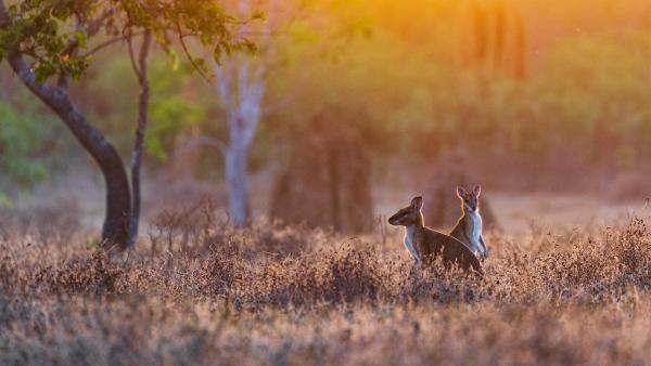 Wallabies at sunrise, Adelaide River, Northern Territory, Australia (© Jeremy