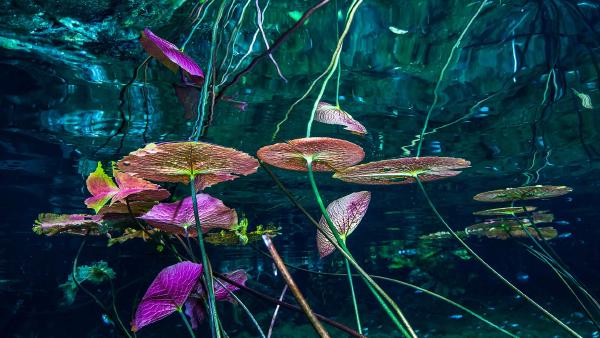 Water lilies at Grand Cenote, Tulum, Mexico (© Christian Vizl/Tandem Stills + Motion)