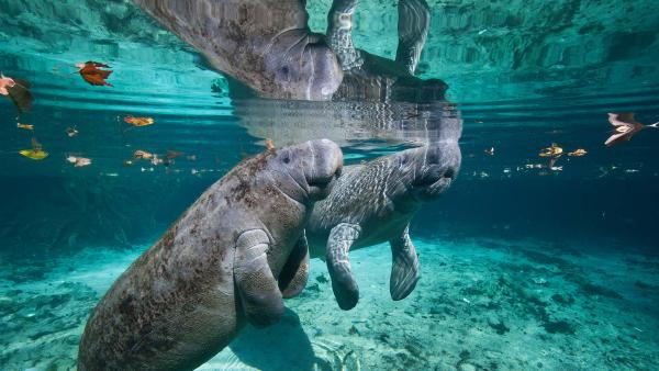 West Indian manatee mother and baby, Three Sisters Springs, Crystal River,