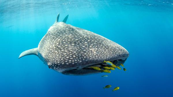 Whale shark and golden trevally, Cenderawasih Bay, West Papua, Indonesia (© Pete Oxford/Nature Picture Library)