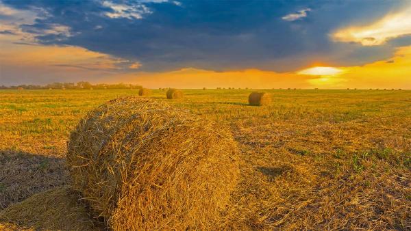 Wheat field in Ukraine (© Yuriy Kulik/Getty Images)