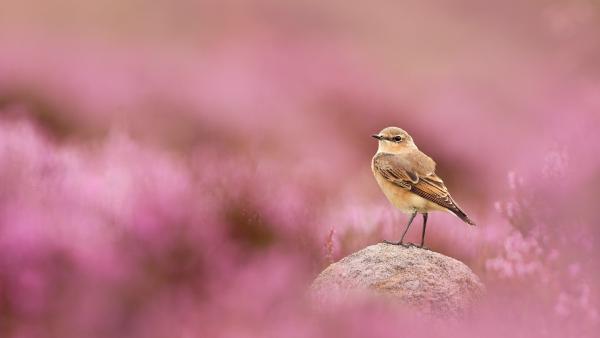 Wheatear and flowering heather, Peak District National Park, England (© Ben Hall/Nature Picture Library) Wheatear and flowering heather, Peak District National Park, England (© Ben Hall/Nature Picture Library)
