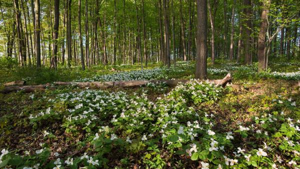 White trilliums blooming in Ontario, Canada (© Jun Zhang/Getty Images)
