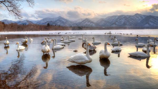 Whooper swans in Lake Kussharo, Japan (© Darrell Gulin/DanitaDelimont.com)