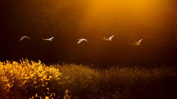 Whooper swans, Kotoku Pond, Japan (© Martin Bailey/Shutterstock)
