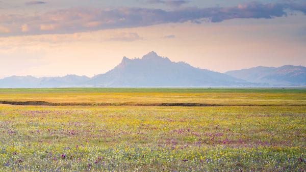 Wildflower bloom, Central Valley, California (© Jeff Lewis/Tandem Stills + Motion)