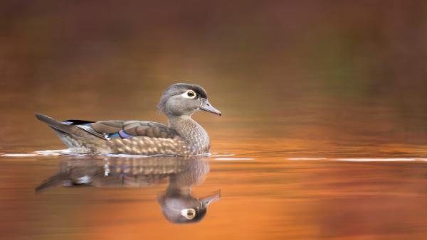 Wood duck hen (© ps50ace/iStock/Getty Images) Wood duck hen (© ps50ace/iStock/Getty Images)