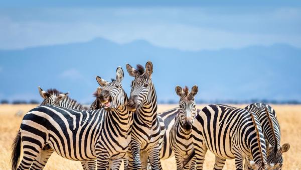 Zebras in Tarangire National Park, Tanzania (© cinoby/Getty Images)